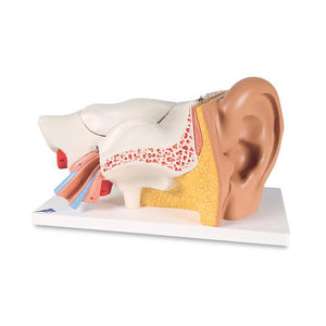 Ear Model • 3 Times Life-Size • 6-Part Ear Model • 3 Times Life-Size • 6-Part