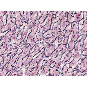Control Slides, Reticulum Pos Control Slides, Reticulum Pos