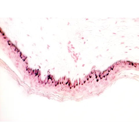 Fontana-Masson Stain Set, 100mL Set