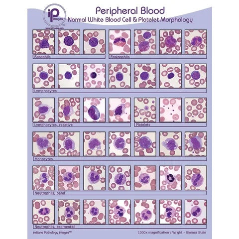 Peripheral Blood Poster • 18"W x 24"H, Normal White Blood Cell & Platelet Morphology