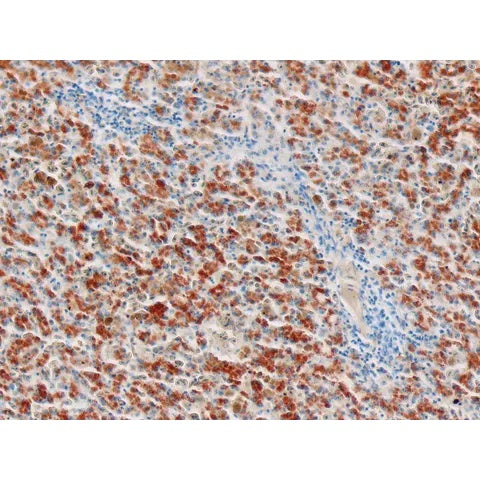 Control Slides, Copper • Animal Pos