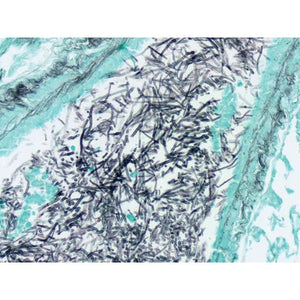 Control Slides, Fungus • GMS, Aspergillus sp. • Art Pos