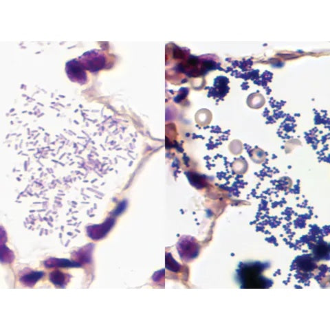 Control Slides, Gram • Multi-Tissue • Art Pos