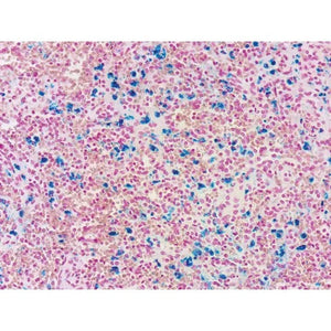 Histopathology Control Slides, Iron • Pos