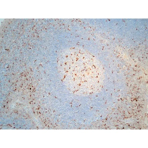 Control Slide, CD68 Pos