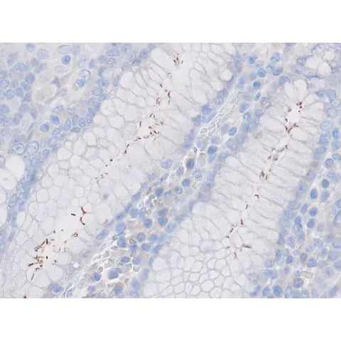 Control Slide, Immunopath Helicobacter sp. Pos