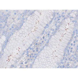 Control Slide, Immunopath Helicobacter sp. Pos