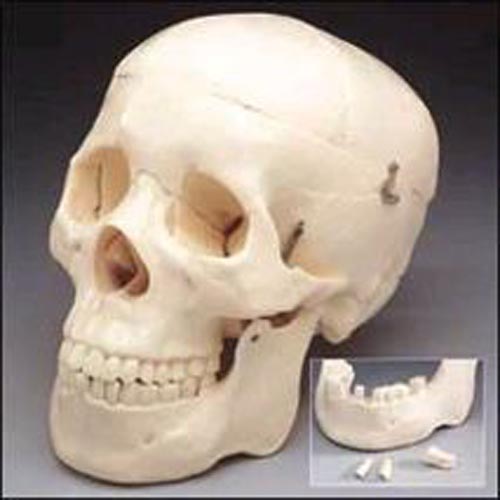 Skull With 3 Removable Teeth